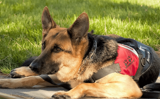 5 Ways Service Dogs Can Help People Living With Bipolar Disorder -  International Bipolar Foundation