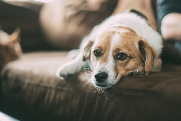 Pets: Helping or Hindering?