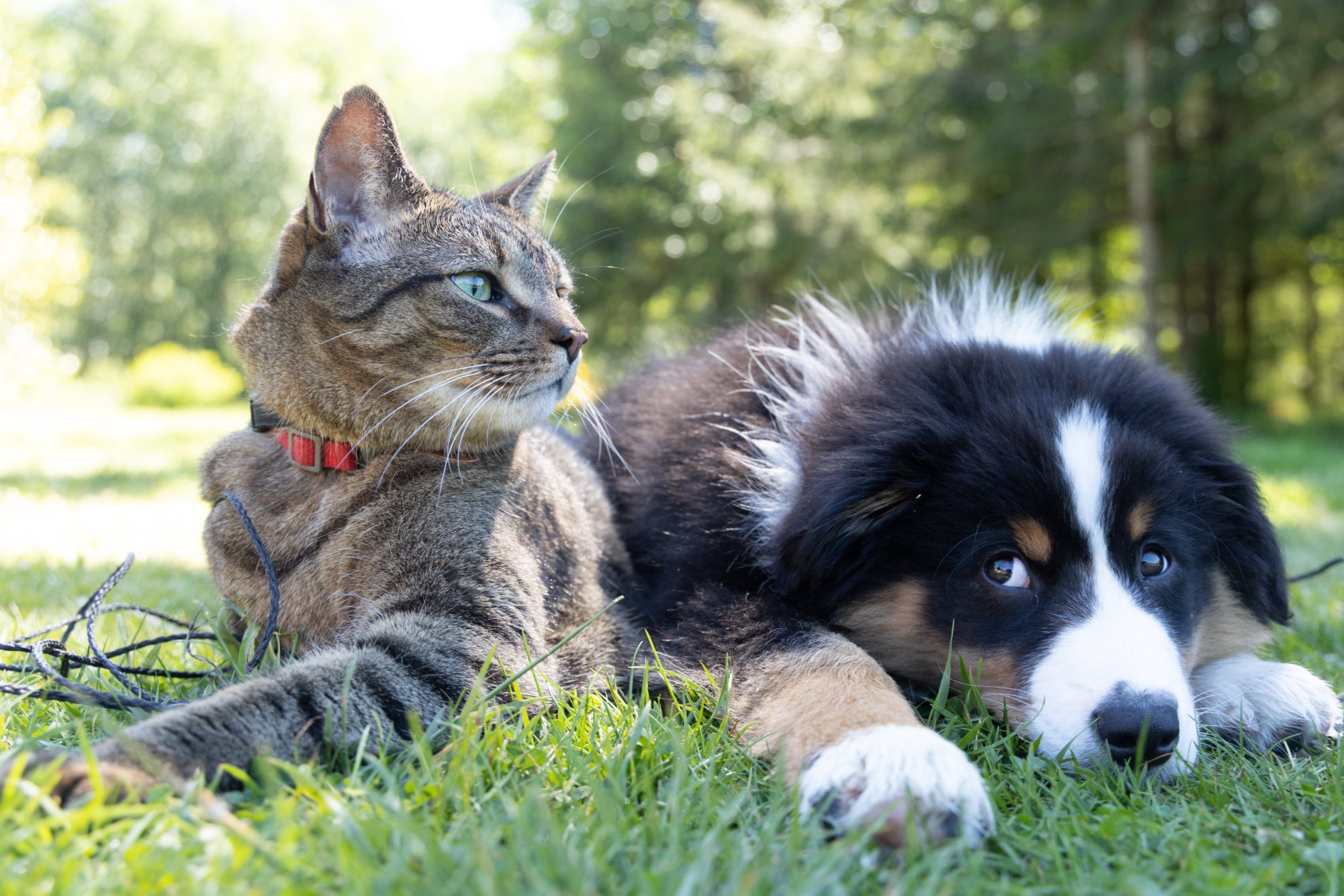 Is An Emotional Support Animal Right for You?