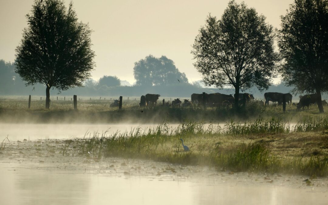 What Does Peace Look Like? Reflections on Bipolar Depression and Grief