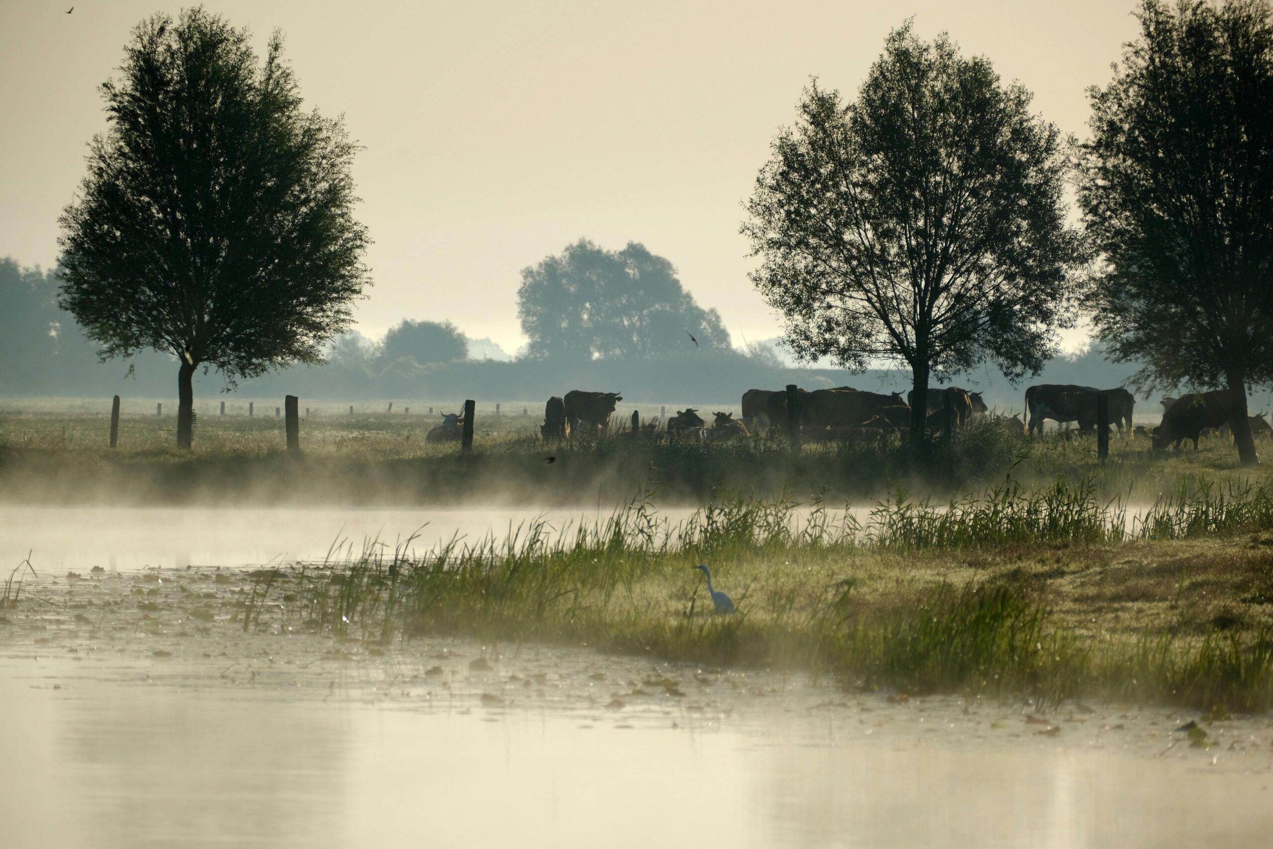 What Does Peace Look Like? Reflections on Bipolar Depression and Grief